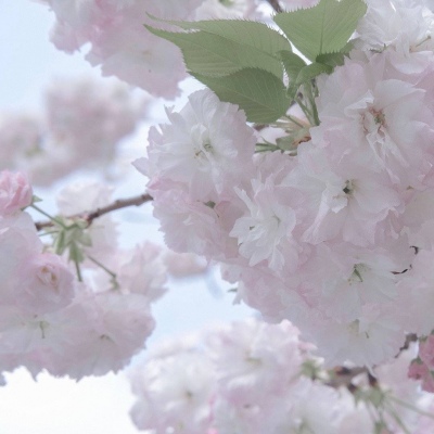兽设花海场景绘制兽圈社群